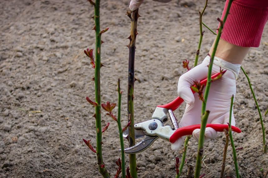 couper les tiges du rosier malade