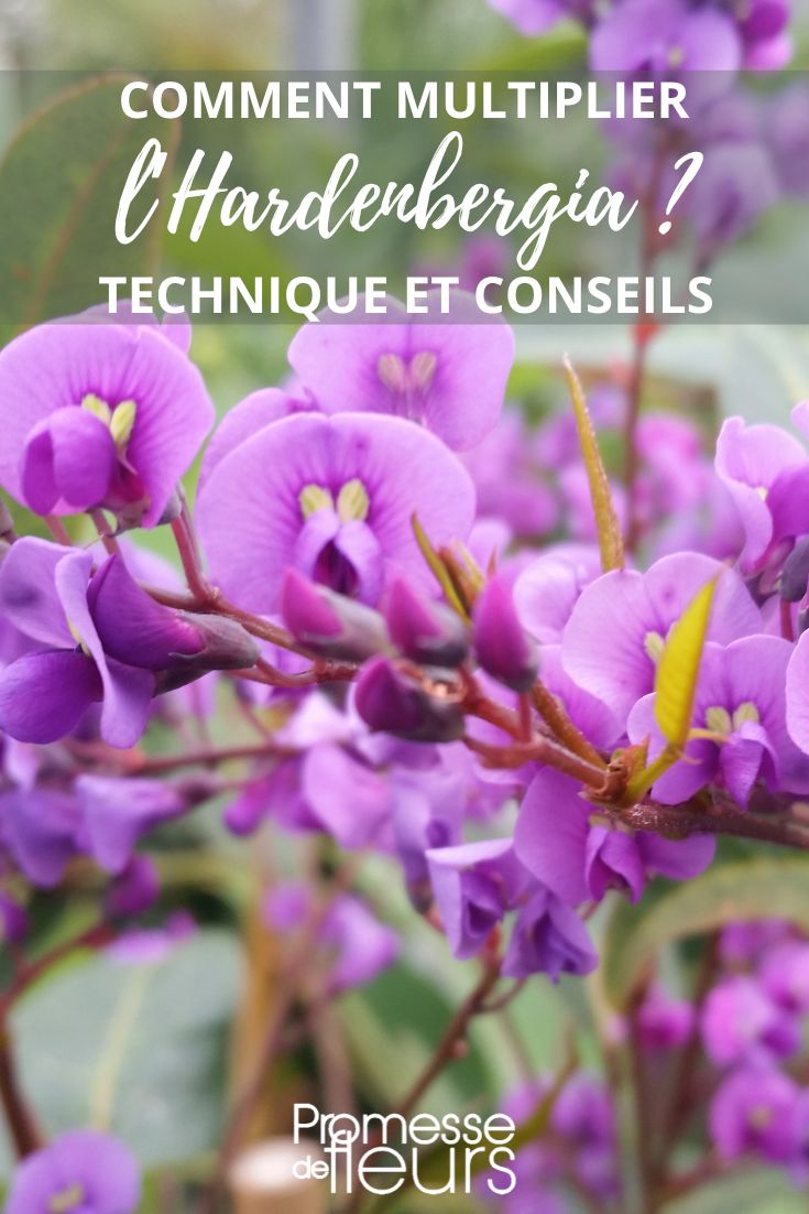 fleurs d'Hardenbergia