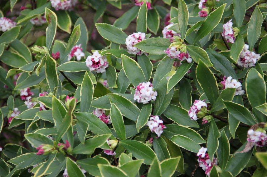 buisson de daphne odora