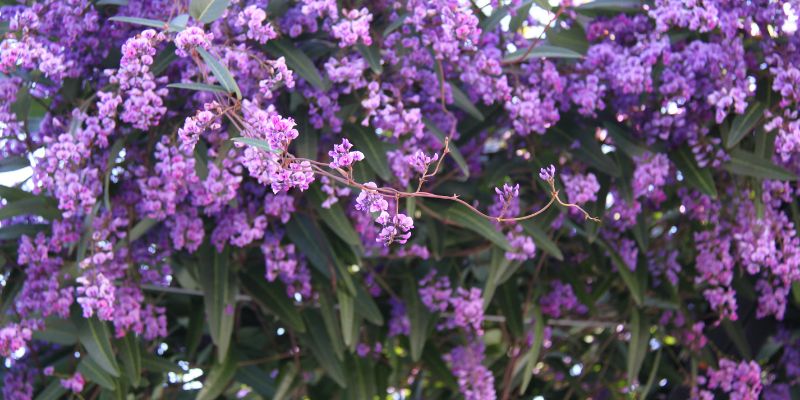 fleurs de Hardenbergia