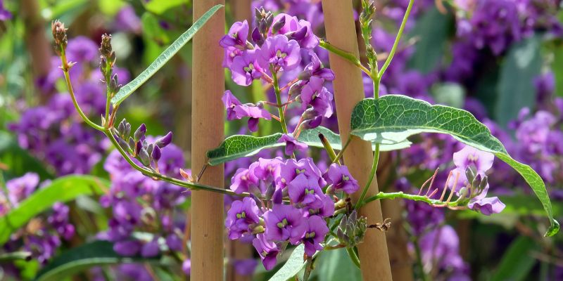 L'Hardenbergia, la glycine australienne