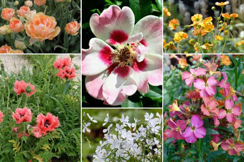 Massif pastel avec le rosier 'Aria Babylon Eyes'