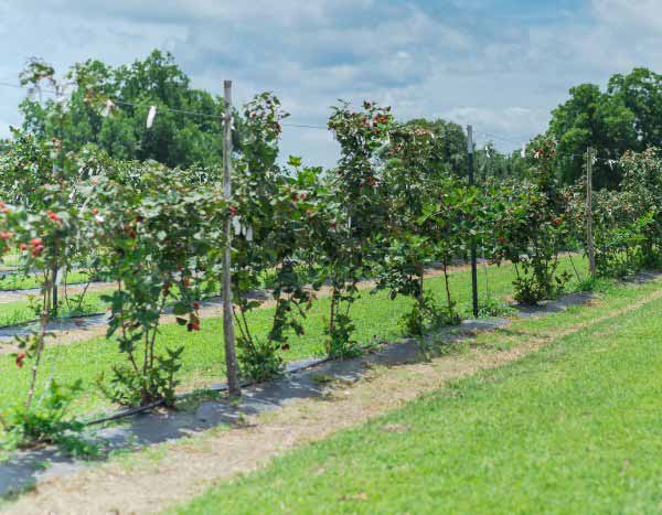 Comment palisser la mûre ?