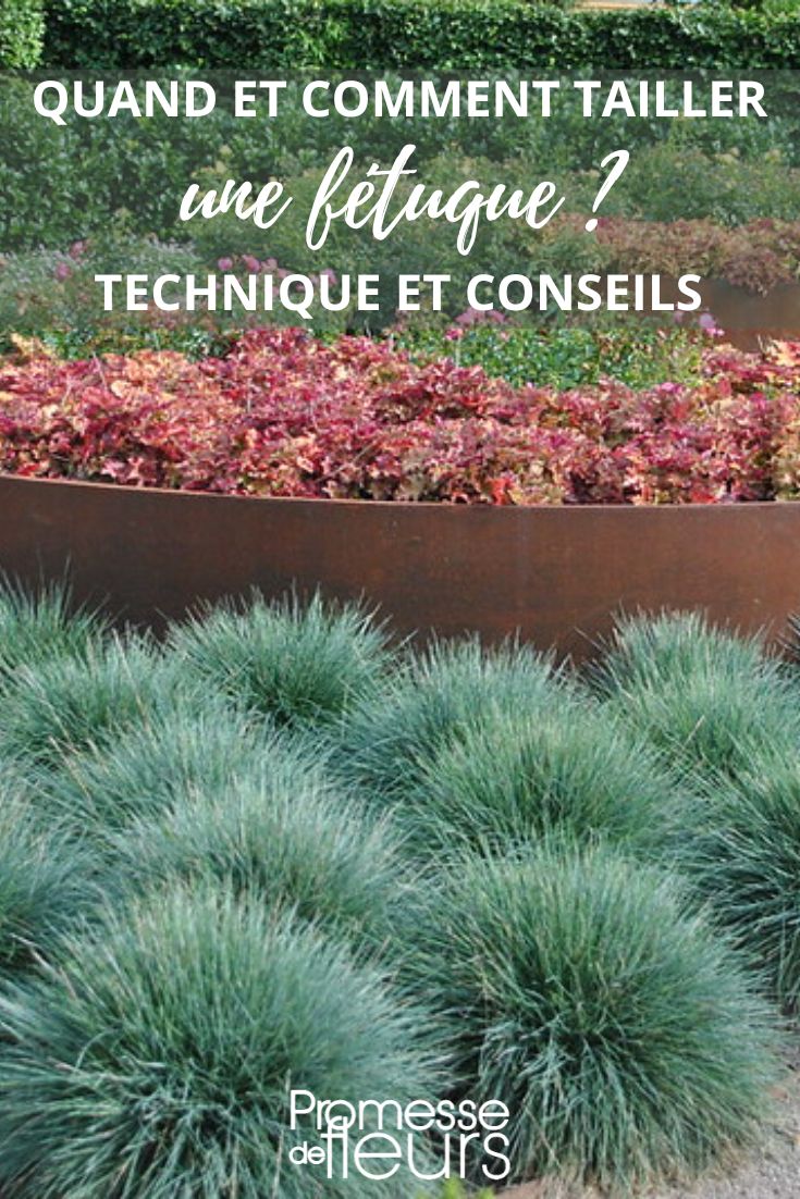 Fetuque coussins-FLICKR-Jean Jones.jpg