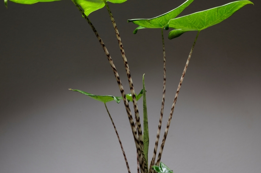 alocasia maladies ravageurs
