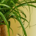 Maladies et parasites du Beaucarnea : identification et solutions