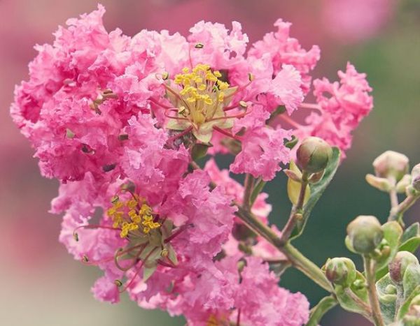 Comment multiplier le Lilas des Indes ?