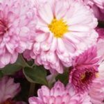 Les chrysanthèmes pomponette : parfaits pour les massifs d’automne
