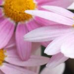 Jardin d'automne : tout savoir pour réussir la culture des chrysanthèmes rustiques