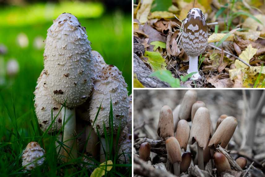 champignon comestible qui pousse au jardin