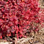 Quel paillage choisir pour protéger les plantes du froid ?