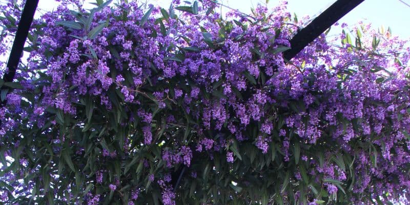 une pergola de glycine australienne