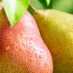 Poiriers : pourquoi choisir des variétés anciennes et locales ?