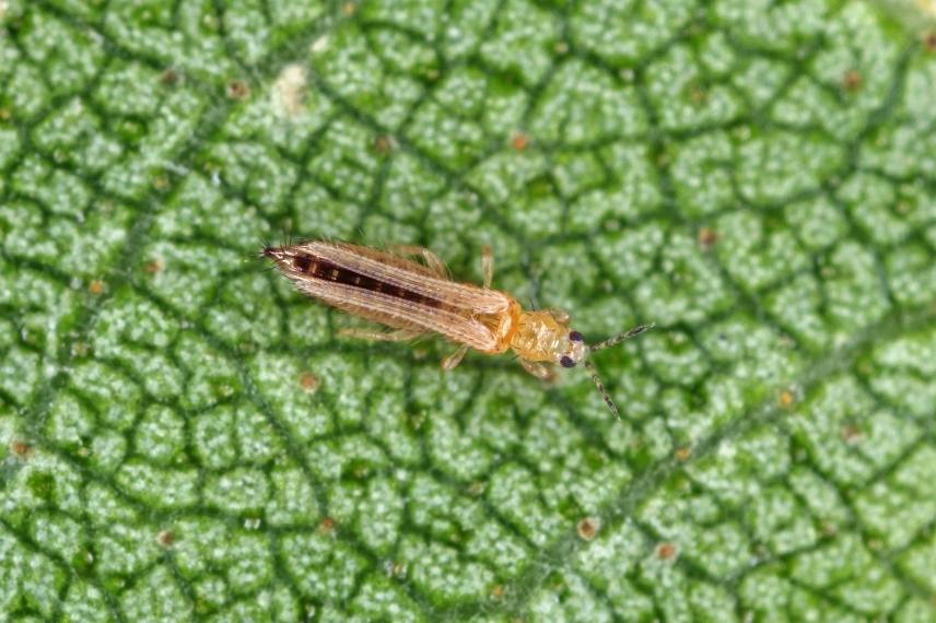 alocasia colocasia thrips