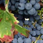 Pourquoi choisir des variétés anciennes et locales de vigne pour votre jardin ?