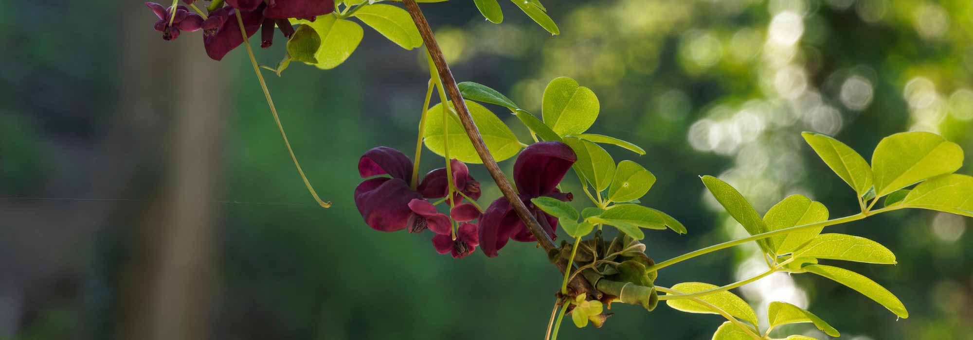 Maladies et parasites de l'Akebia