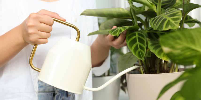 Entretien arrosage Calathea