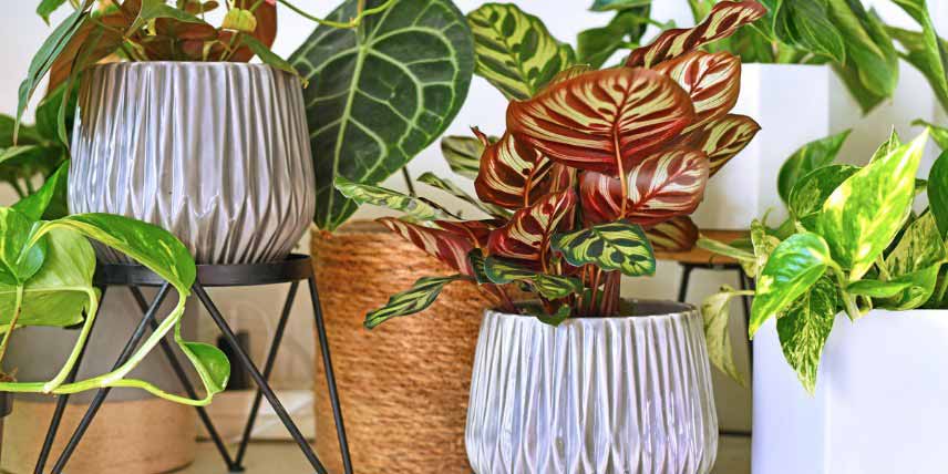 Calathea, plante paon