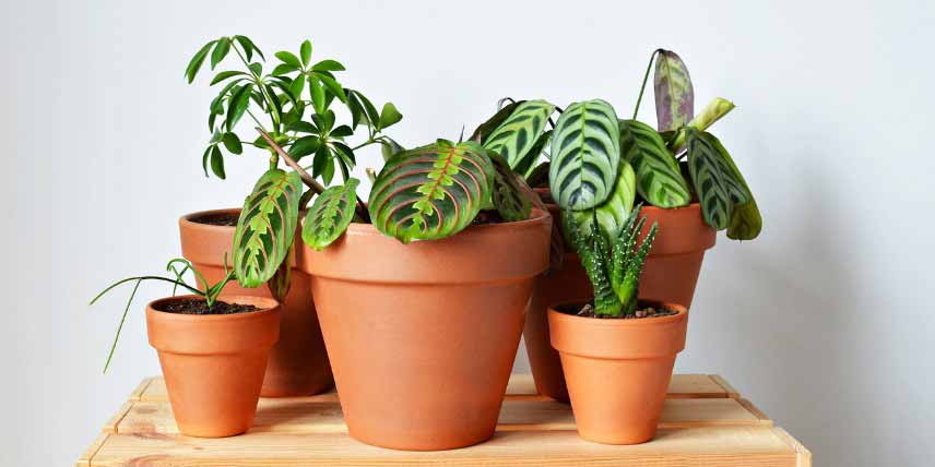 Calathea et plantes d'interieur cultivees en pot en terre cuite