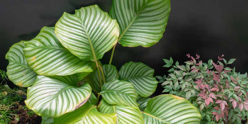 Les grandes feuilles du Calathea orbifolia