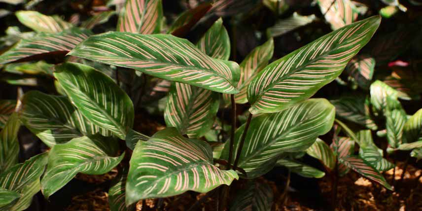 Les feuilles striées de rose du Calathea ornata