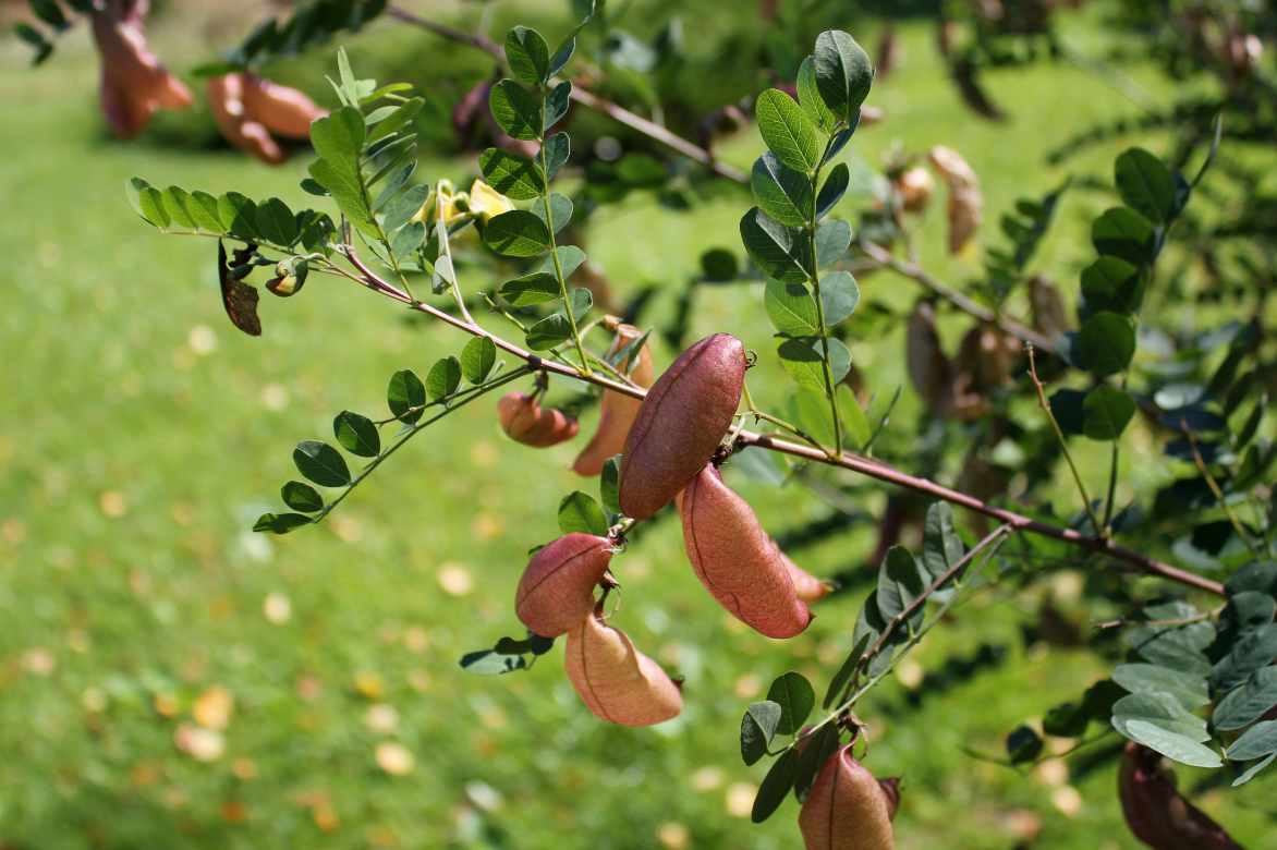 baguenaudier fruits gousses