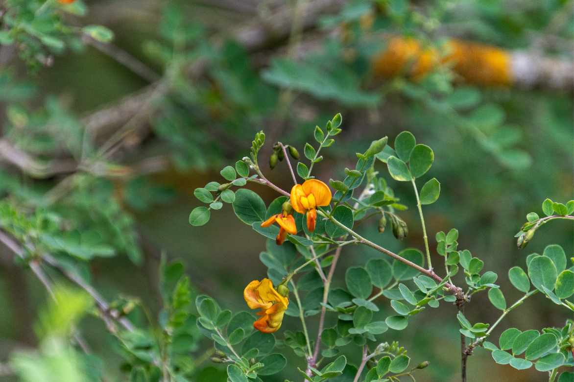 baguenaudier fleurs feuilles