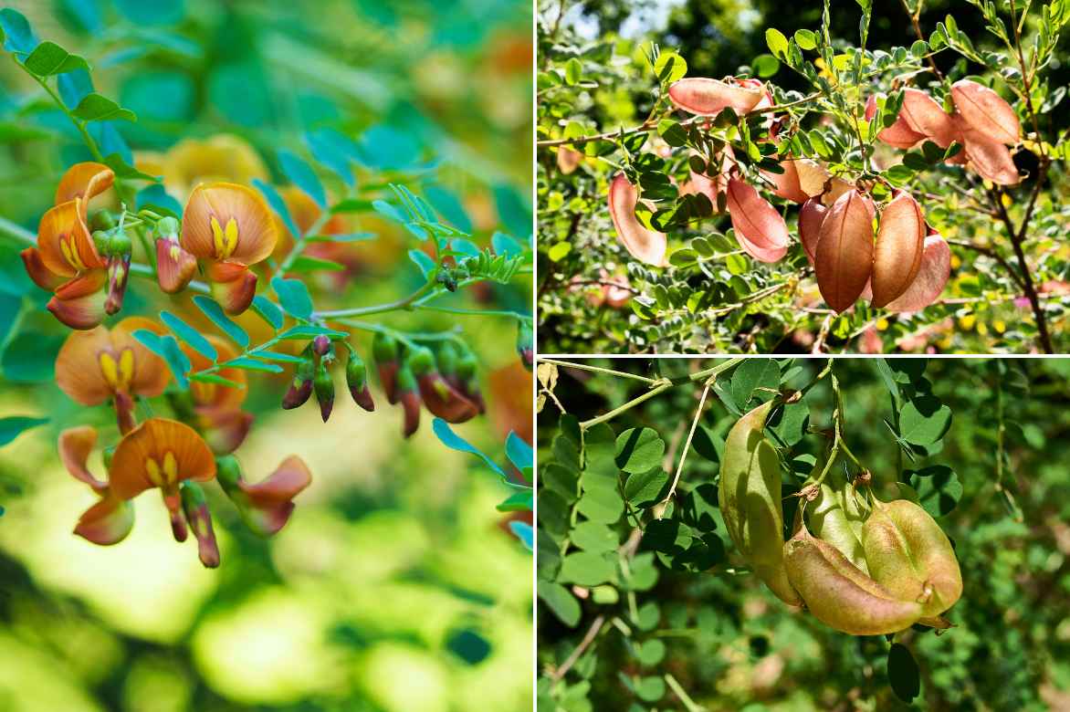 baguenaudier floraison fructification feuilles