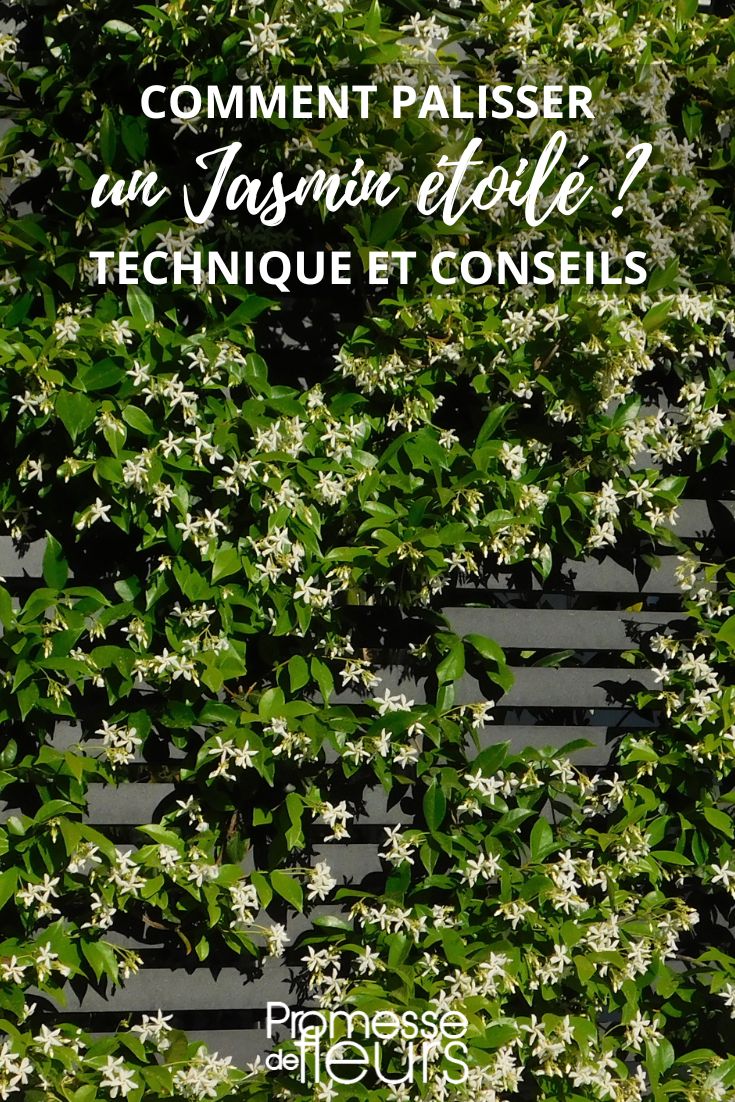 Tuteurer un Jasmin étoilé