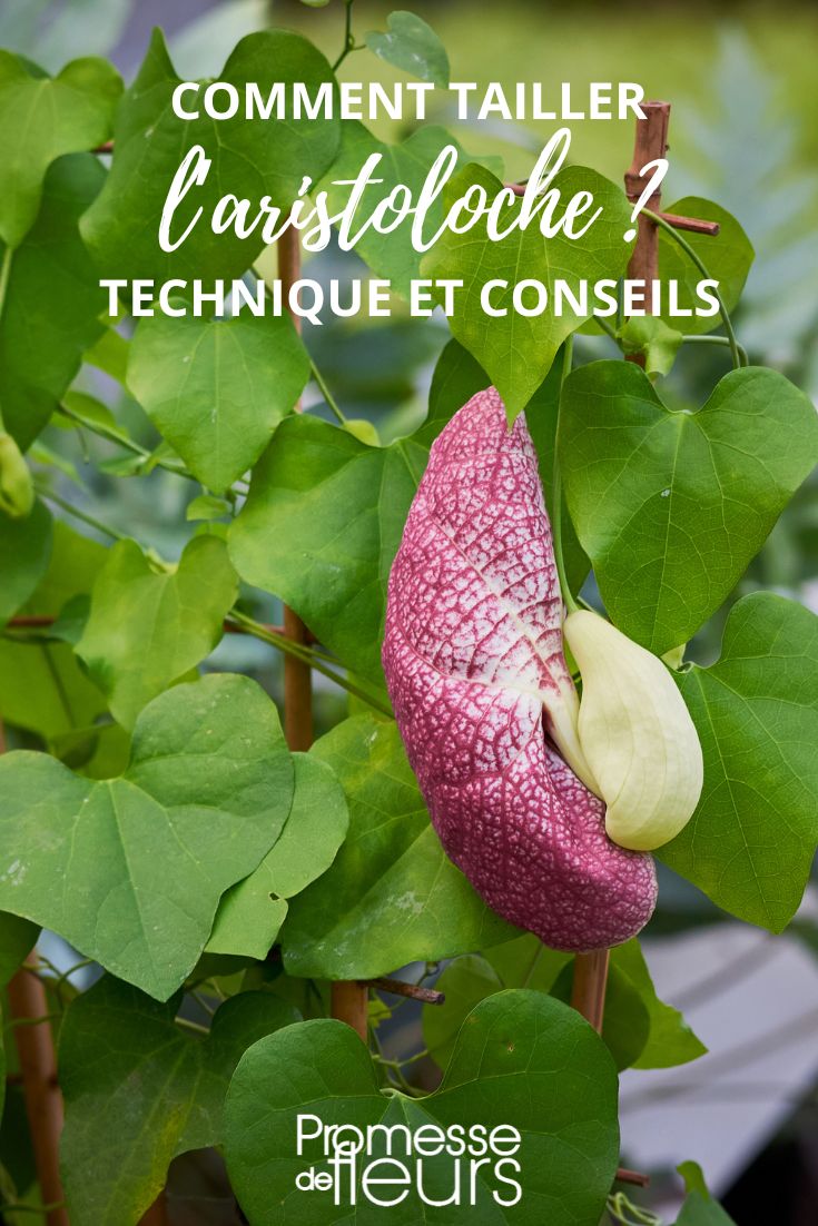 taille de aristolochia
