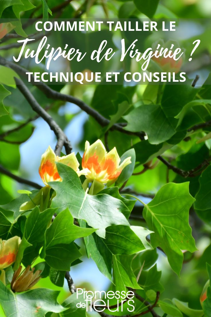 taille du Liriodendron tulipifera