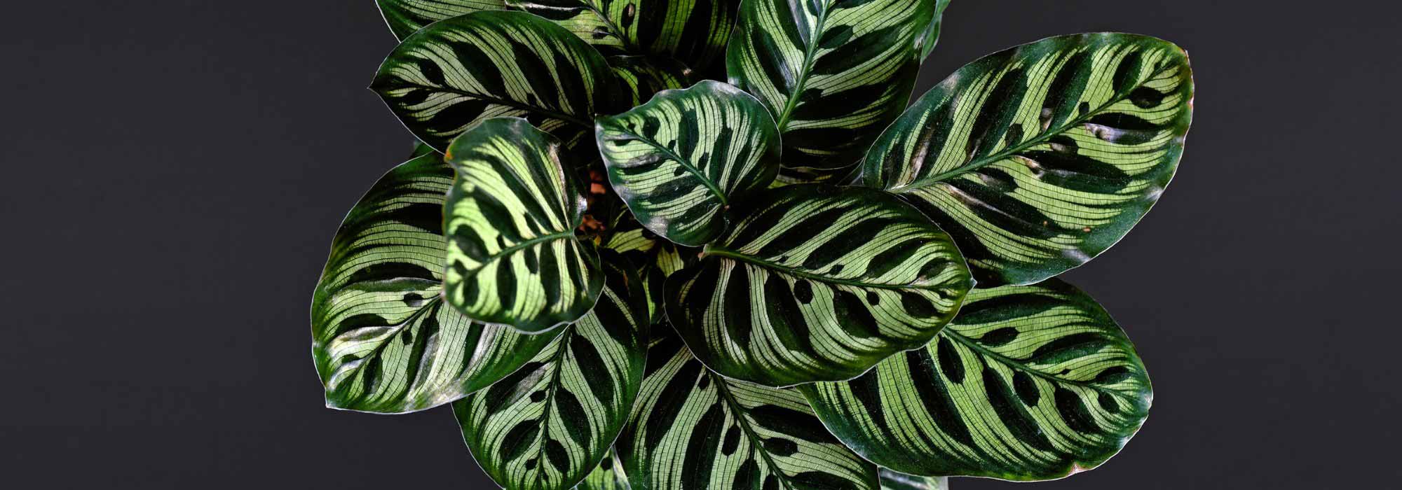 Guide complet sur la culture et l'entretien du Calathea