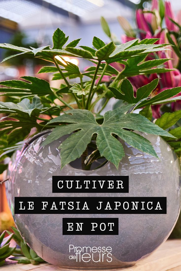 cultiver l'aralia en pot