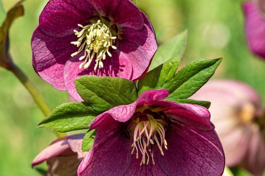 fleurs pourpres hellebores