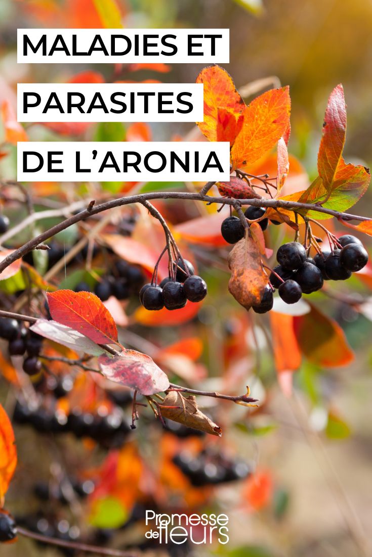 soigner l'aronia