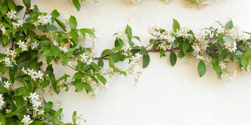 Palissage Trachelospermum jasminoides