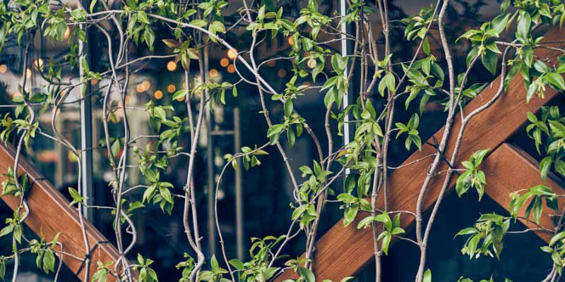 Palissage tiges Trachelospermum jasminoides