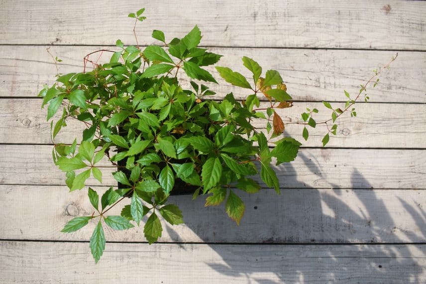 Vigne vierge en pot (Parthenocissus)
