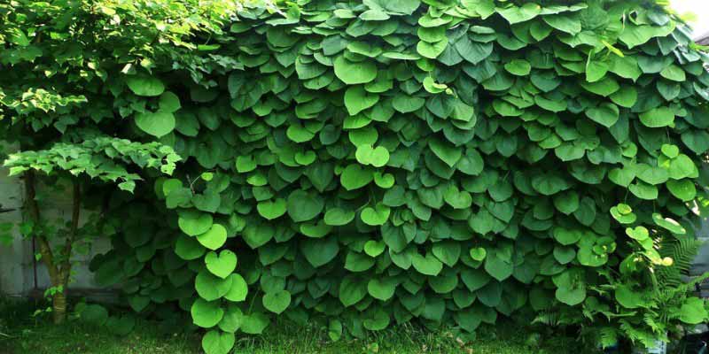 Aristoloche siphon, Aristolochia macrophylla