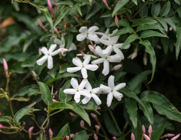 Comment tailler le jasmin ?