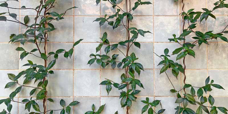 Comment palisser le Jasmin étoilé