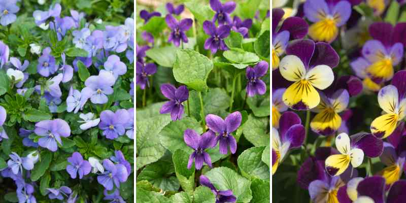 pensees en cuisine recettes