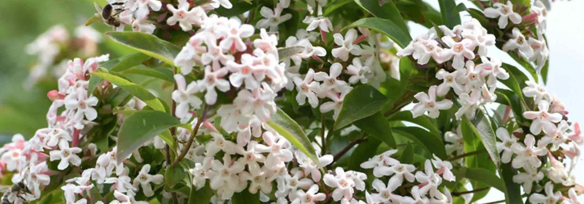 7 Abélias à fleurs parfumées pour un jardin envoûtant