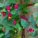 Maladies et parasites de l’Abutilon : comment les identifier, les prévenir et les traiter ?