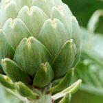 Maladies et parasites de l'artichaut : identification et traitements