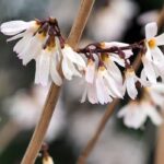 Associer l’Abeliophyllum ou Forsythia blanc de Corée