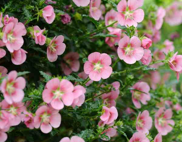Comment bouturer l’Anisodontea ou Mauve du Cap ?