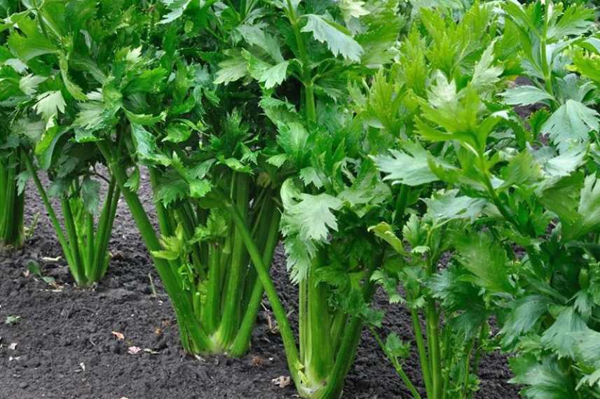 céléri choix variétés