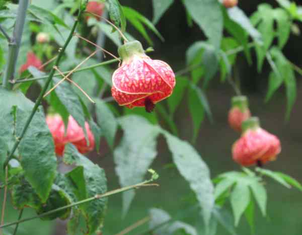 Comment tailler un abutilon ?