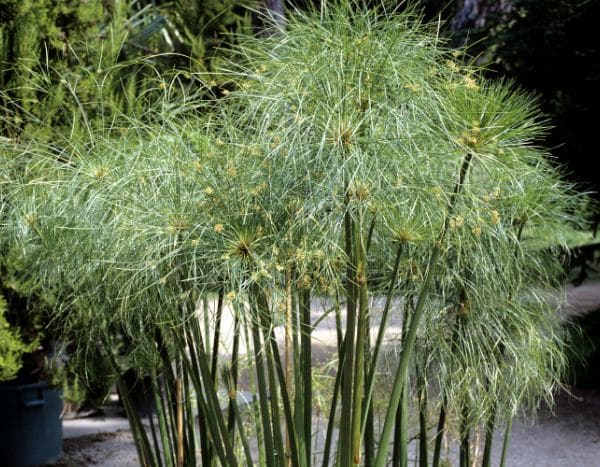 Comment diviser un papyrus ou Cyperus ?